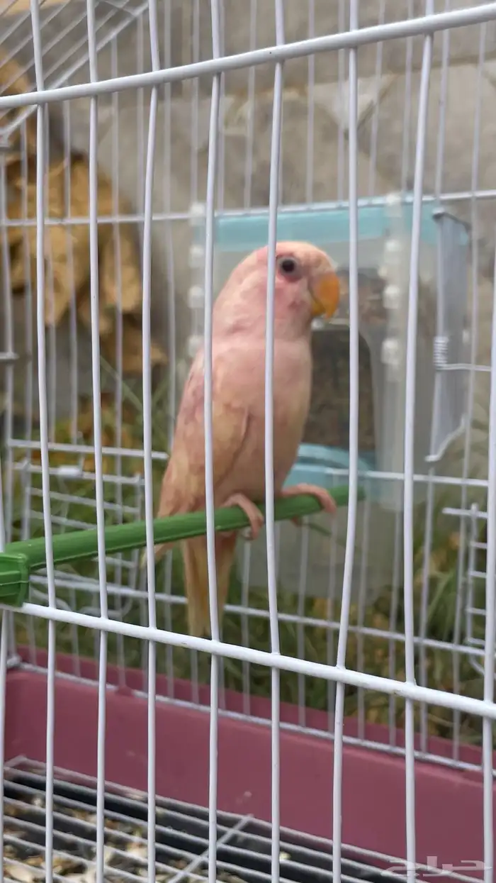 روز للبيع 0