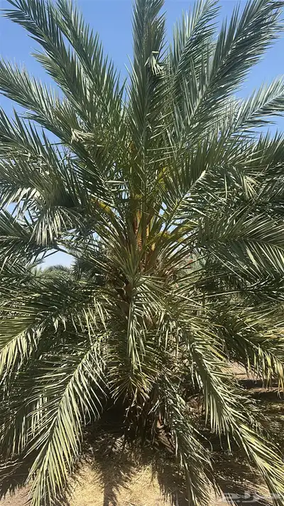 شركه تجاريه في مزرعتي 0