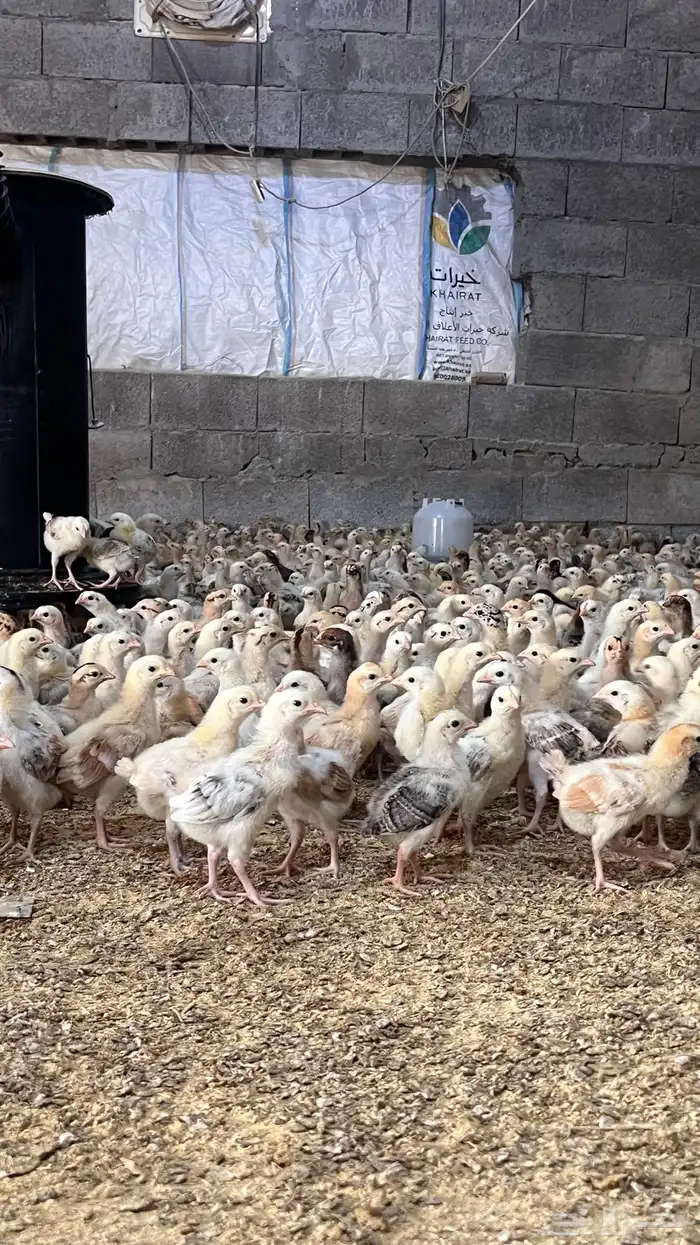 صوص بلدي2.50اسعار منافسة بعمر12ومنتج فاخر انظرالى التقييمات 5
