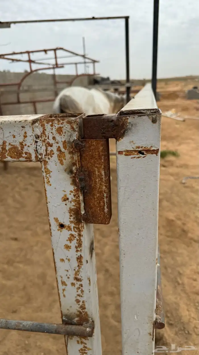 للبيع شبك خيل وبعارين 4
