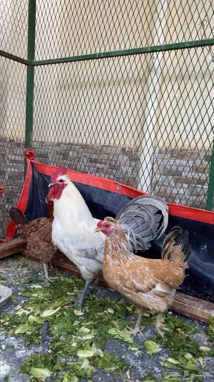 3 دجاج وديك 2