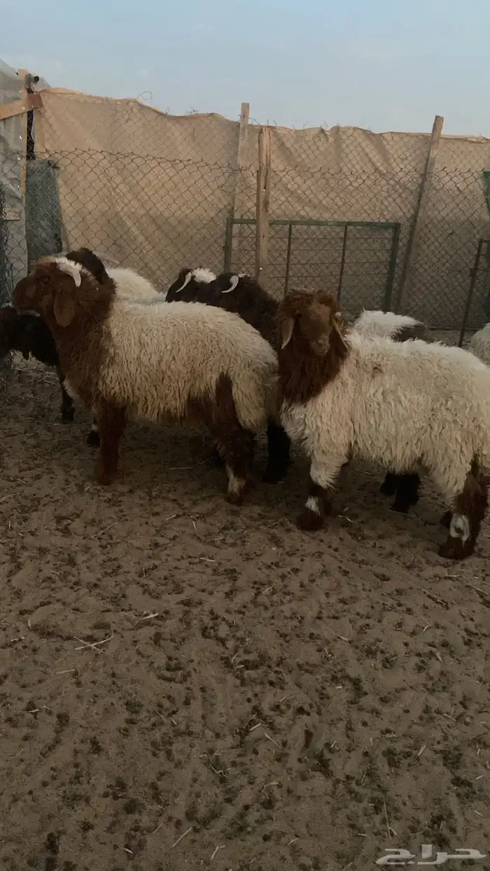 بهم نعيم 3
