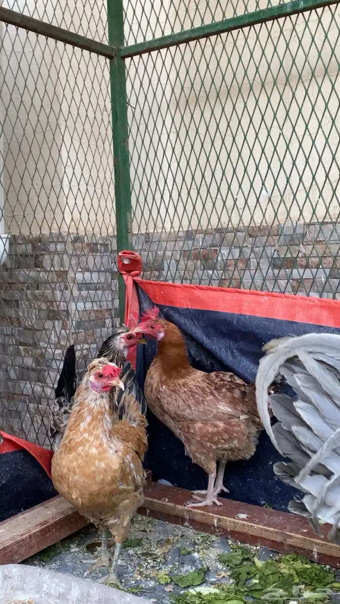 3 دجاج وديك 4