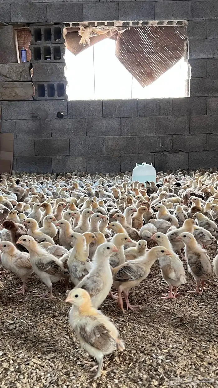 صوص بلدي2.50اسعار منافسة بعمر12ومنتج فاخر انظرالى التقييمات 2