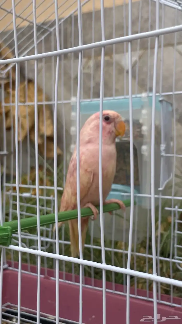 روز للبيع 3