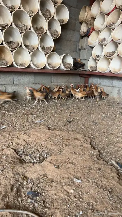 صوص بلدي 1