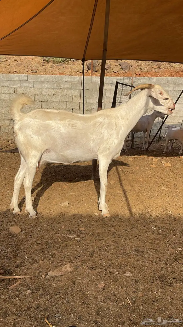 ابحث عن راعي غنم 0
