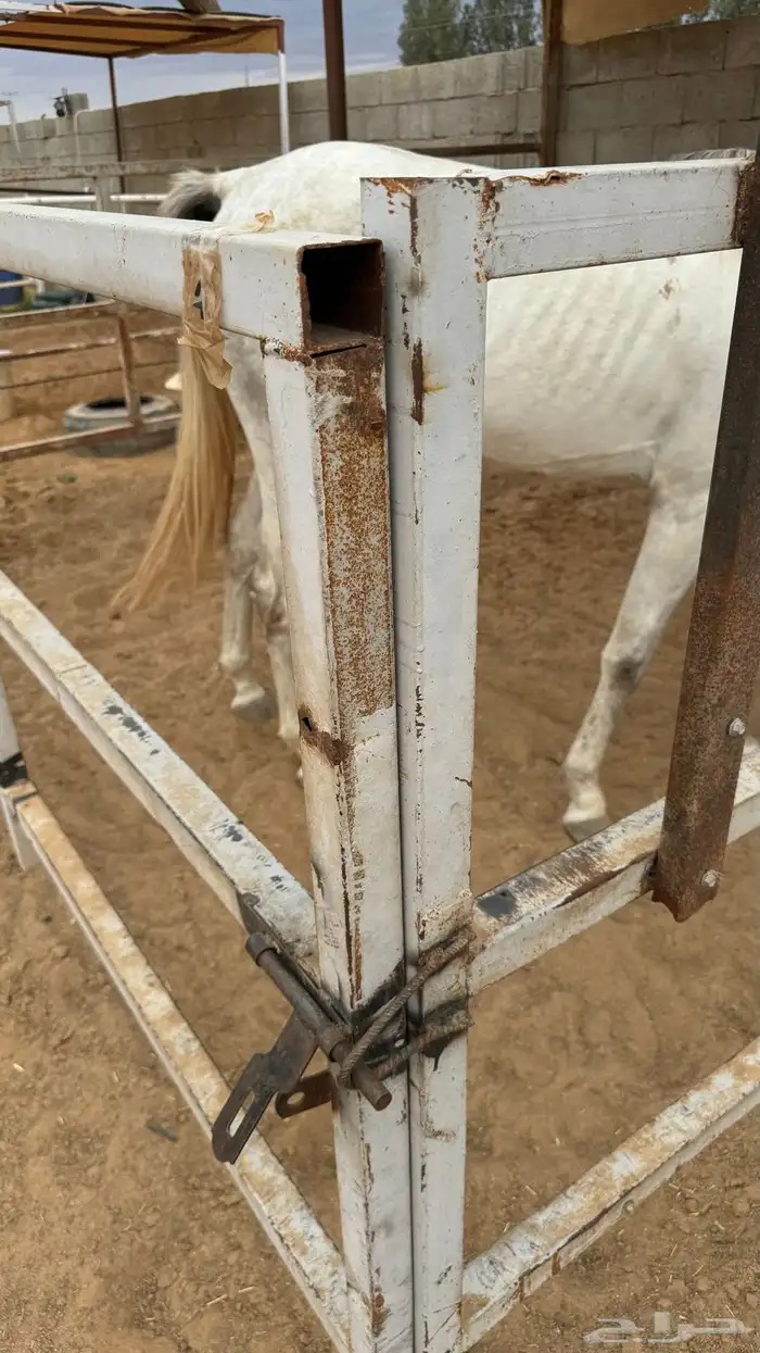 للبيع شبك خيل وبعارين 5