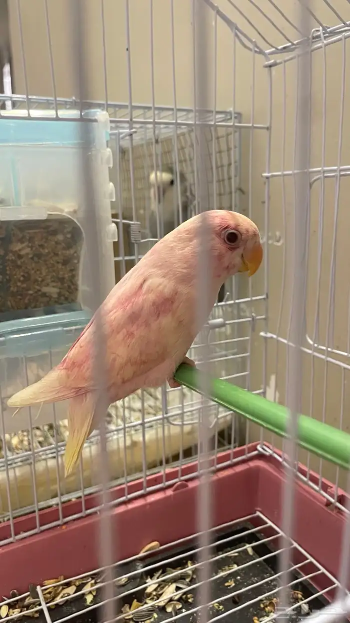 روز للبيع 1
