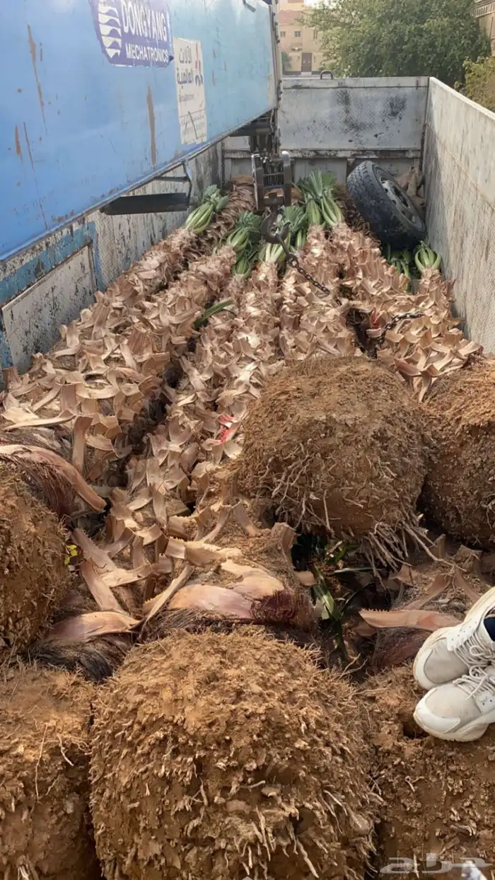 نخل واشنطن زينة أمريكي  انجيلة ثيل C2000 للبيع 4