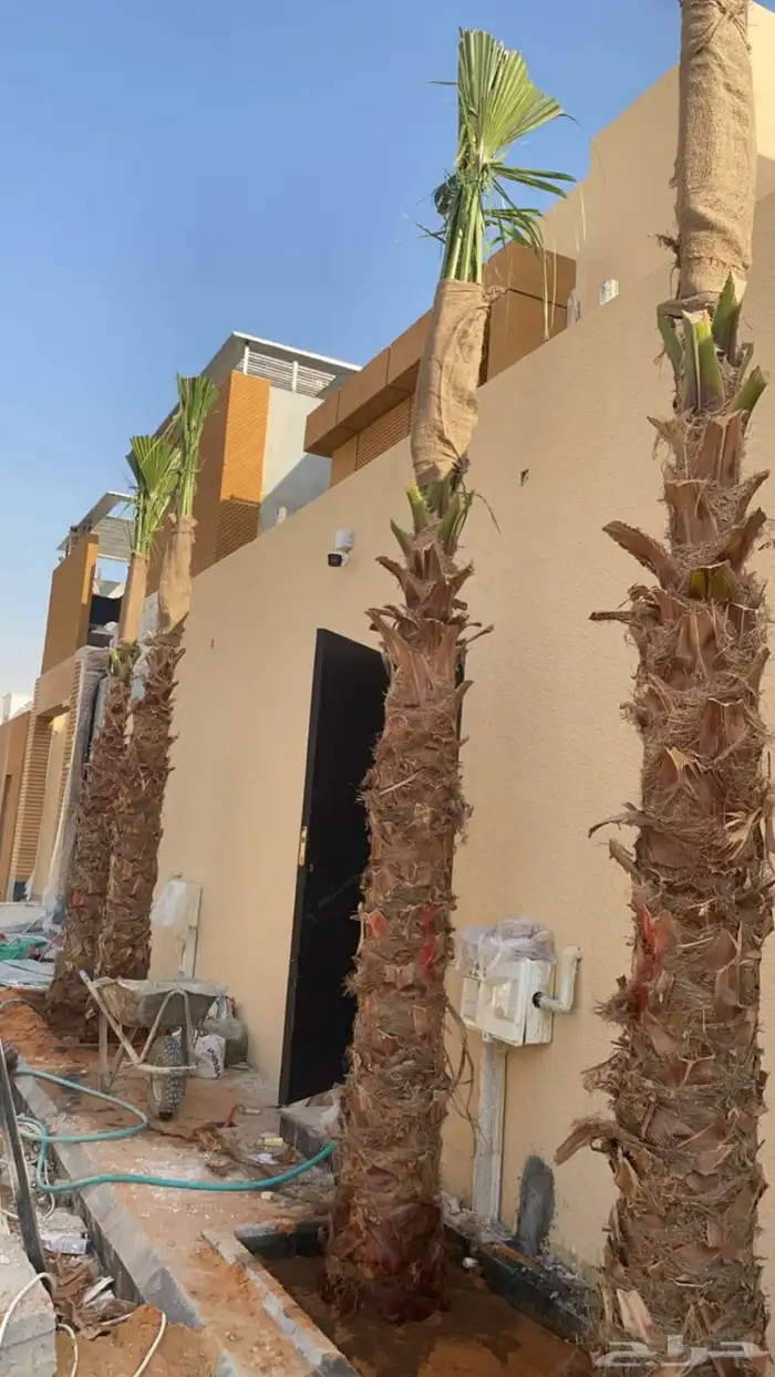 نخل واشنطن زينة أمريكي  انجيلة ثيل C2000 للبيع 3