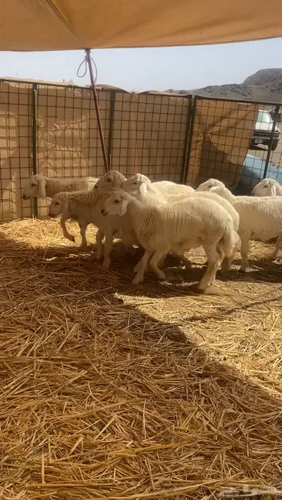 طليان حريه تم البيع 5