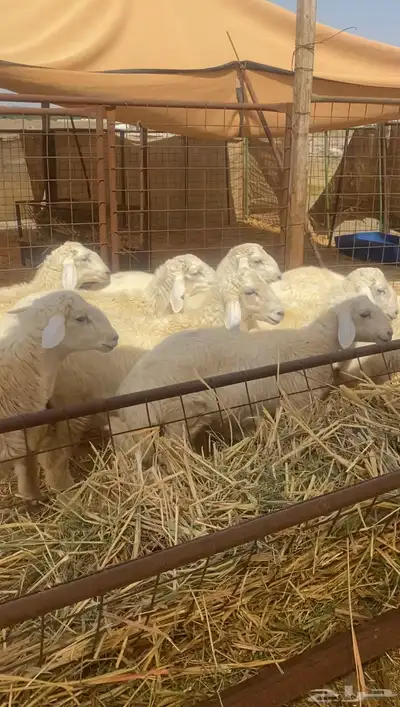 طليان حريه تم البيع 3