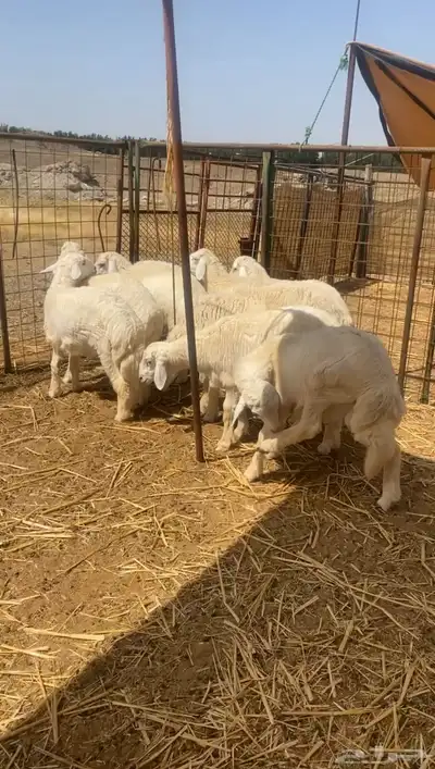 طليان حريه تم البيع 1
