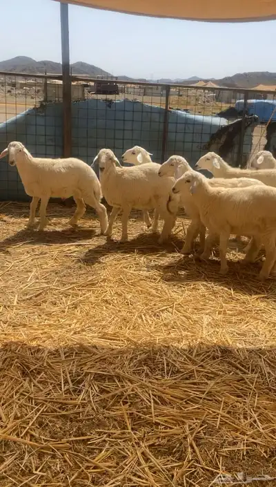طليان حريه تم البيع 6