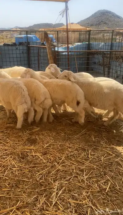 طليان حريه تم البيع 2