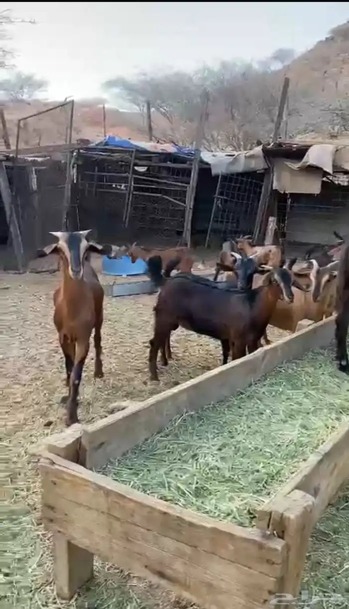 تيوس للبيع 2