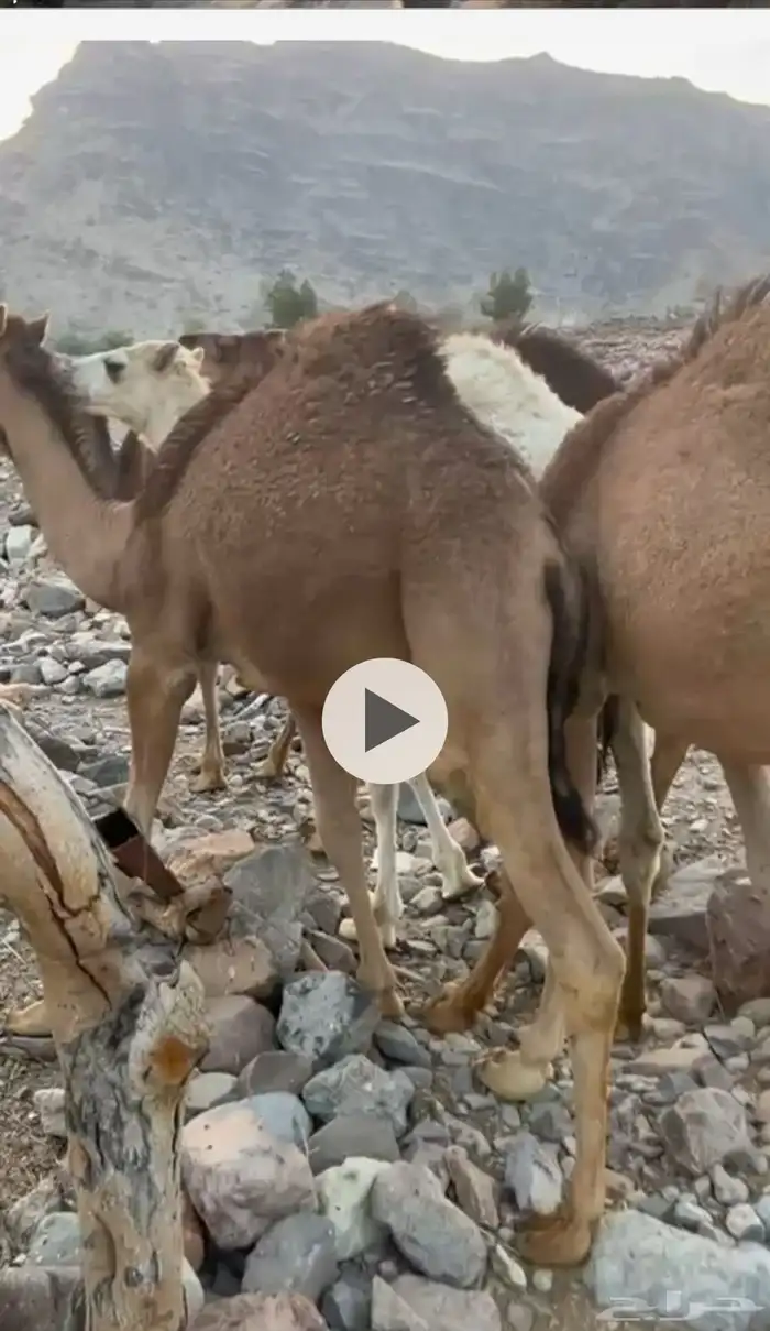 السلام عليكم للبيع 4 قعدان مفاريد طيبه 1