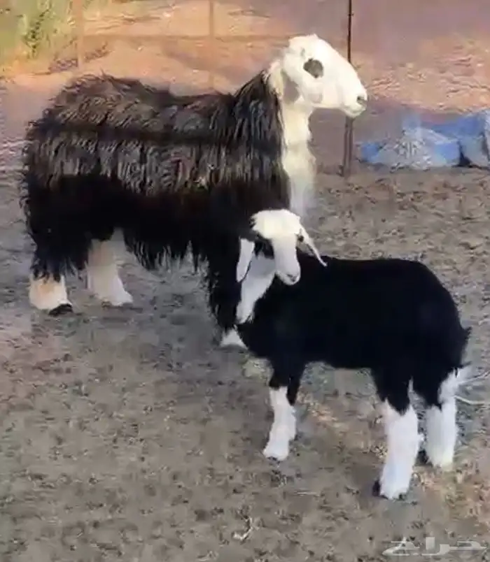 فحل نجدي مشروط العمر ثني  صوره لنتاجه 0