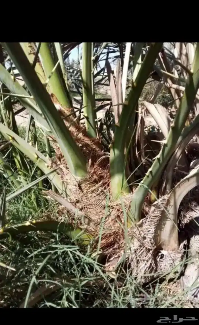 صنيه فسائل عجوه وصفاوي 0