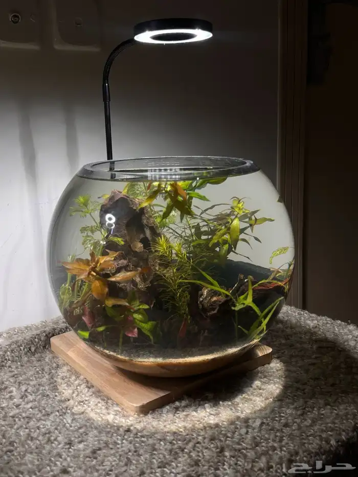 احواض اسماك وشرمب دائرية تحفة فنية 3