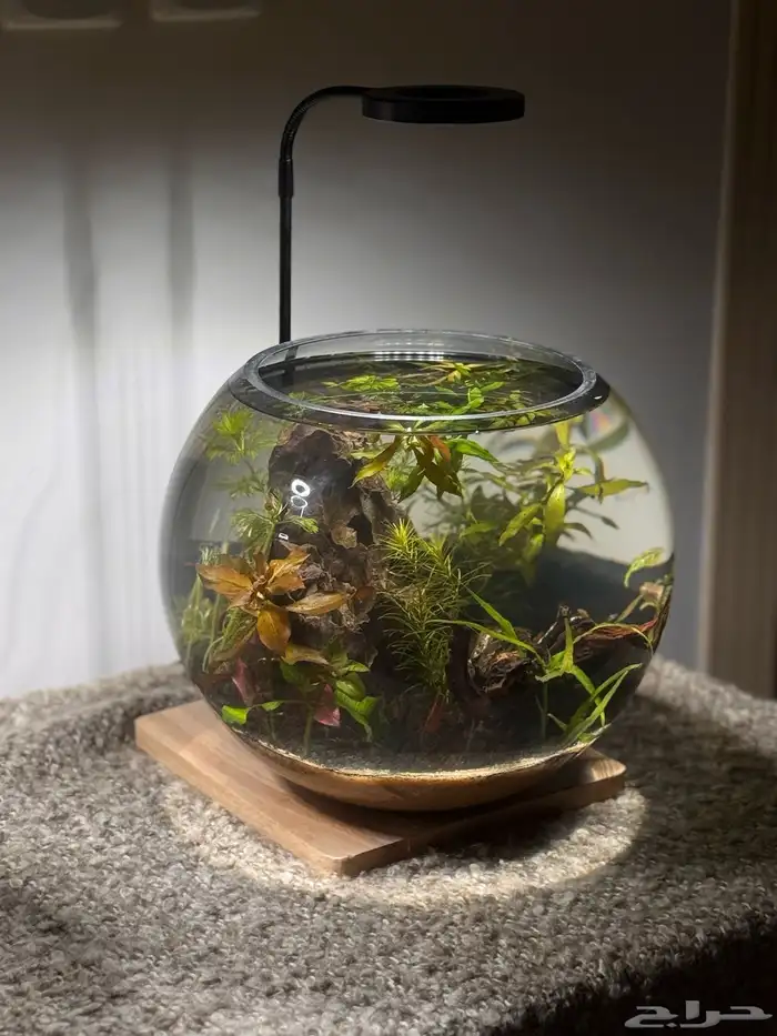 احواض اسماك وشرمب دائرية تحفة فنية 9