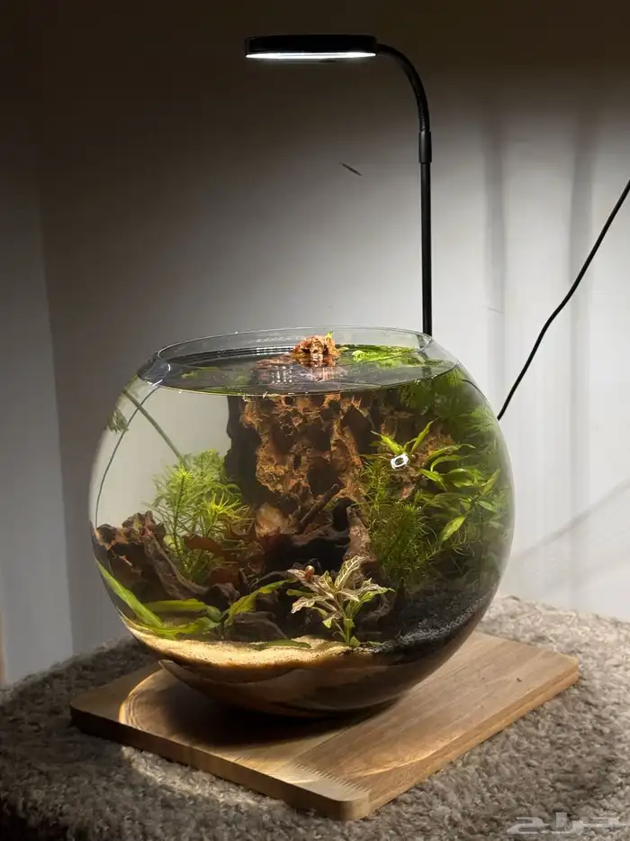 احواض اسماك وشرمب دائرية تحفة فنية 10