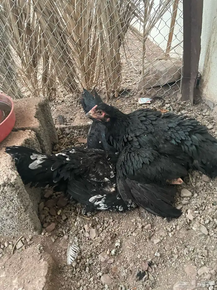 دجاج باكستاني 3