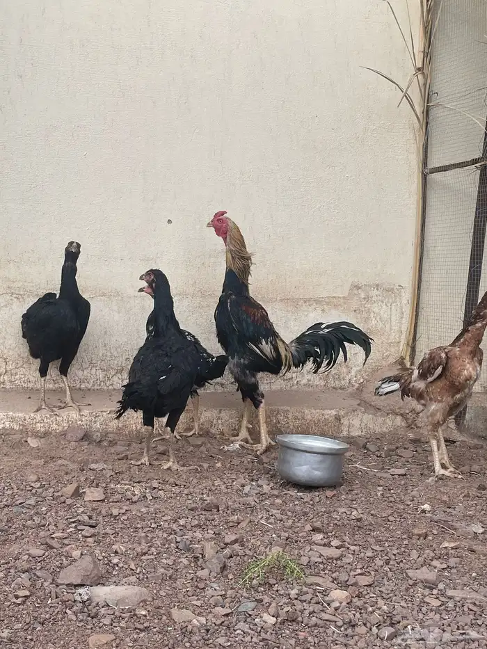 دجاج باكستاني 0