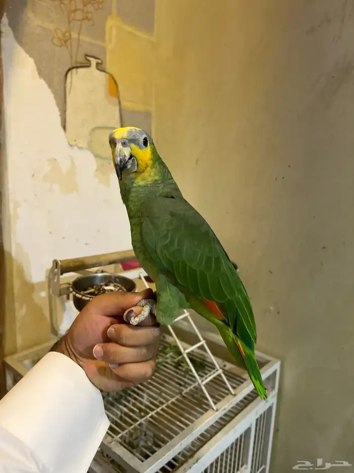 تمالبيع امزون أليف جدا جدا صحه و نظافه شرط الببغاء 9