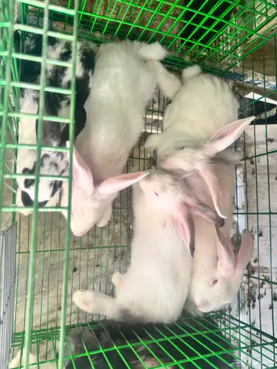 للبيع ارانب بالطائف على مستويات عاليه 4