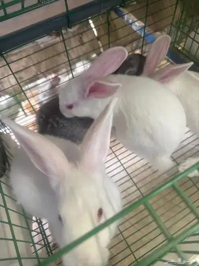 للبيع ارانب بالطائف على مستويات عاليه 7