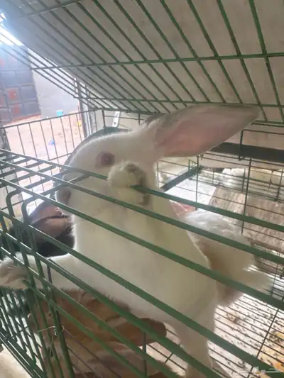 للبيع ارانب بالطائف على مستويات عاليه 8