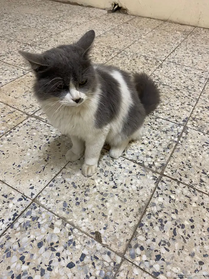 قطه اسمها جوهوره اليفه 3