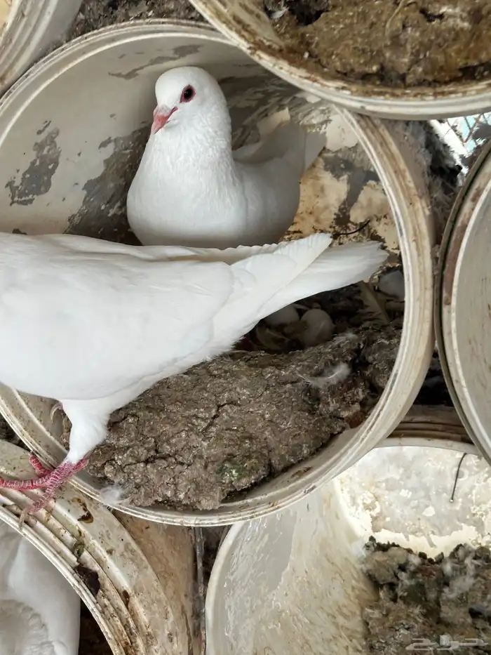 حمام فرنسي سوبر جامبو 7