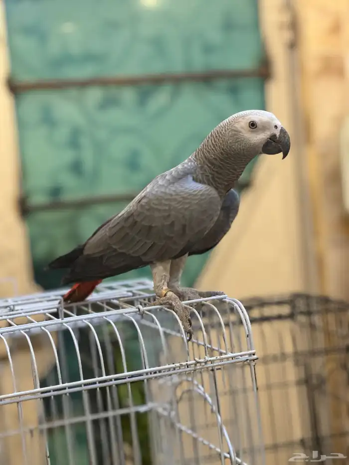 كاسكو ببغاء محجل 24 هدد 3