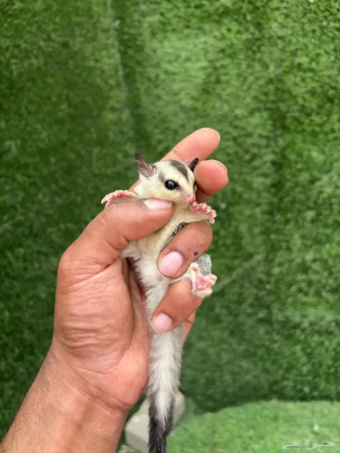 سناجب الطائر او الشقر قلايدر 3