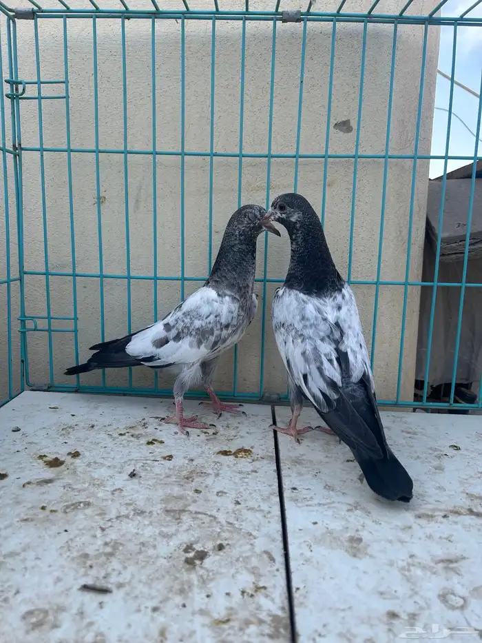 حمام باكستاني تم البيع 2