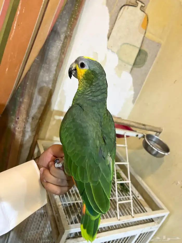 تمالبيع امزون أليف جدا جدا صحه و نظافه شرط الببغاء 7