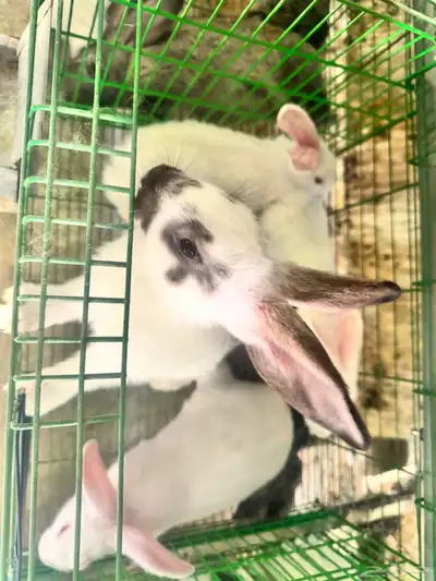 للبيع ارانب بالطائف على مستويات عاليه 0