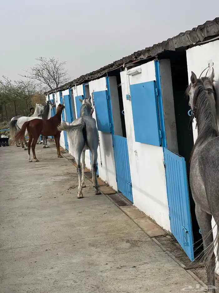 اسطبل ستار هورس 1