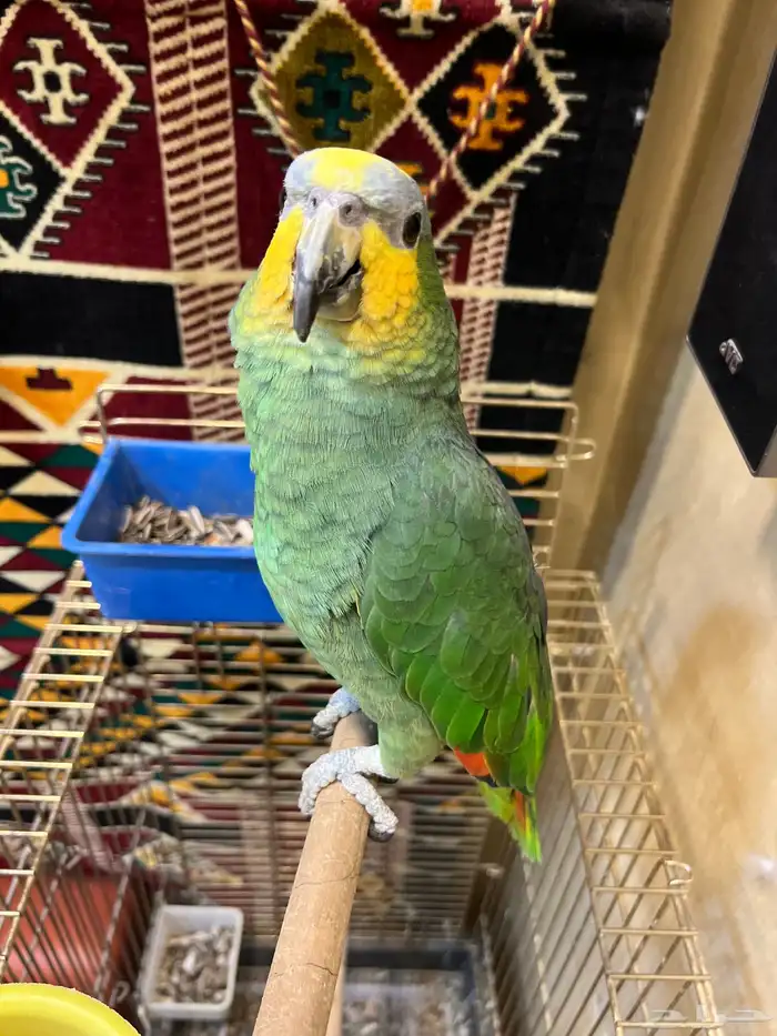 تمالبيع امزون أليف جدا جدا صحه و نظافه شرط الببغاء 4