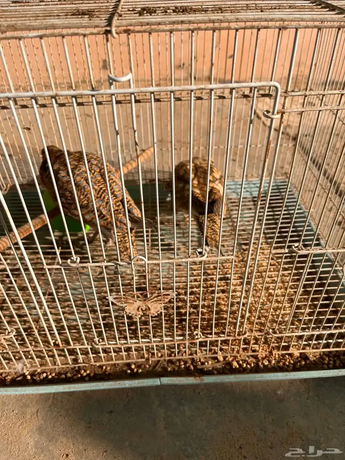 طائر القطا العراقي النادر 2