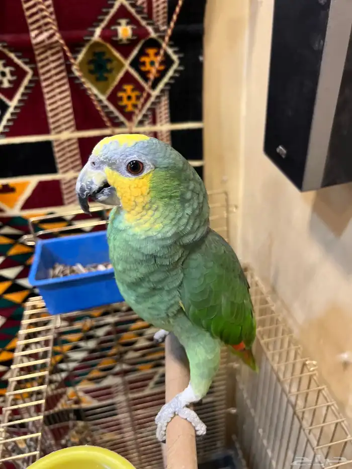 تمالبيع امزون أليف جدا جدا صحه و نظافه شرط الببغاء 2