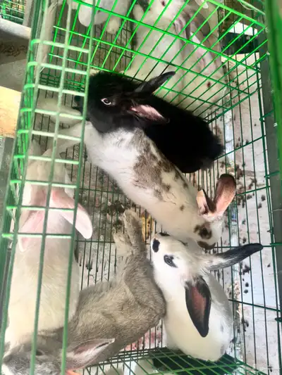 للبيع ارانب بالطائف على مستويات عاليه 6