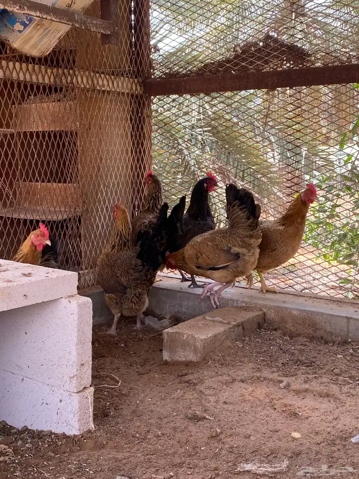 دجاج تركي 1