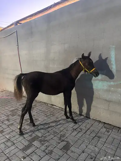 مهرة شعبية 0