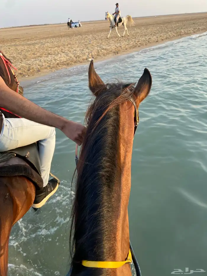 تعليم الفروسيه 13 حصه ب 800 ريال 0