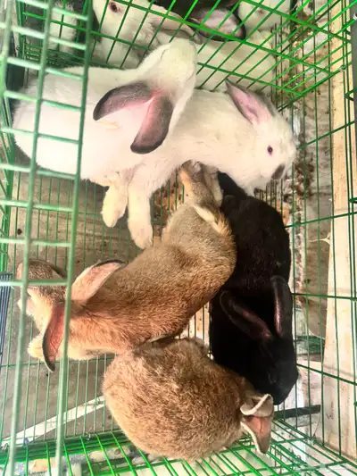 للبيع ارانب بالطائف على مستويات عاليه 5