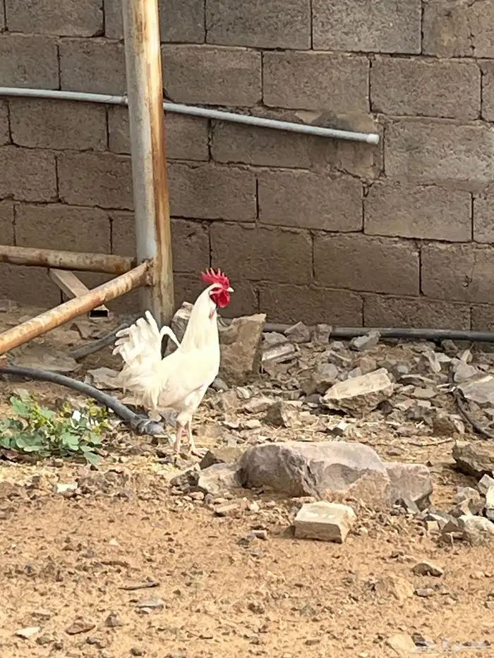 ديك ابيض كميل كفو 2